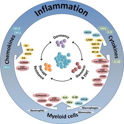 Inflammation-Driven Breast Tumor Cell Plasticity: Stemness/EMT, Therapy Resistance and Dormancy